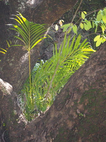 Gouden fruitpalm — Bild 4