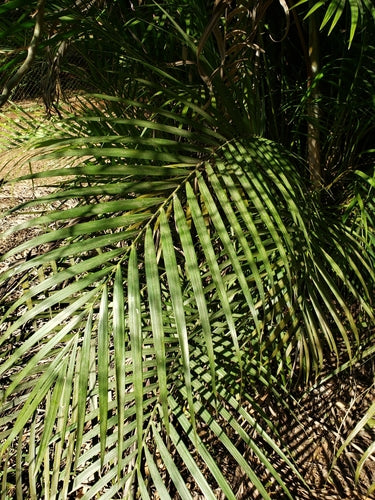 Gouden fruitpalm — Bild 5