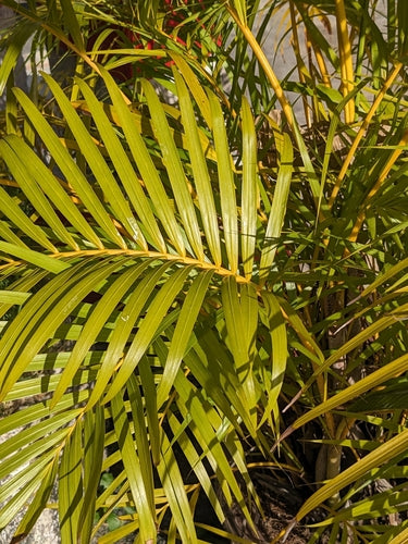 Gouden fruitpalm — Bild 3