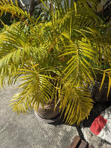 Gouden fruitpalm — Bild 2