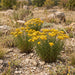 Goldhaar-Aster (Galatella linosyris) in Blüte im naturnahen Garten (KI-generiert)