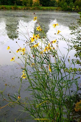 Goudmarie — Bild 5