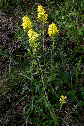 Guldenroede — Bild 2
