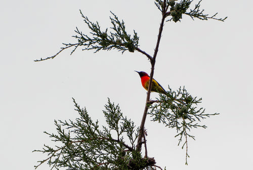 Goulds zonnevogel — foto 1 van 8