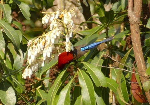 Goulds zonnevogel — foto 5 van 8