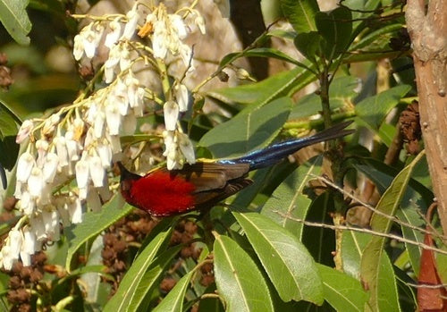 Goulds zonnevogel — foto 4 van 8