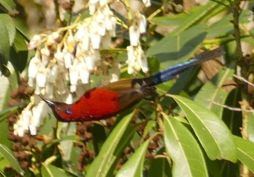 Goulds zonnevogel — foto 3 van 8