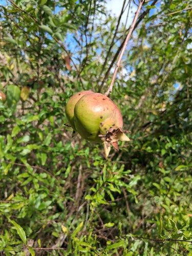 granaatappel — Bild 2
