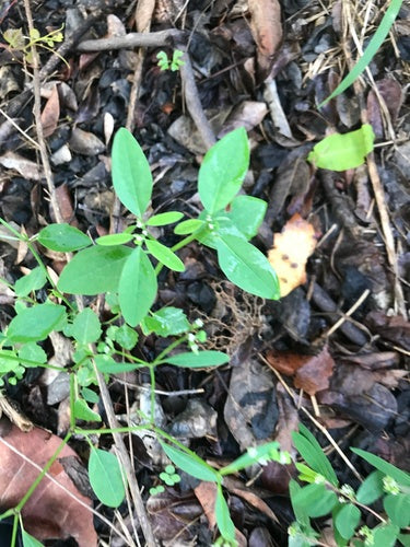 Bladwolfsmelk — Bild 5