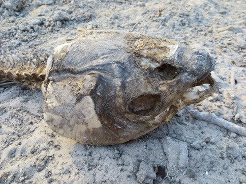 Graskarper — Bild 4