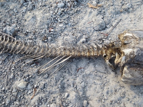 Graskarper — Bild 3