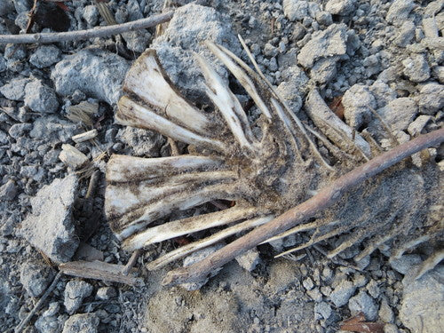 Graskarper — Bild 2