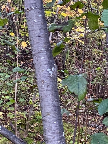 Grijze els — Bild 4