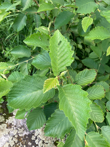 Grijze els — Bild 2
