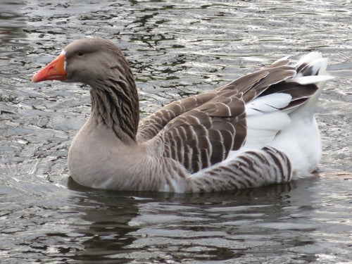 Grijze gans — Bild 3
