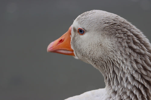 Grijze gans — Bild 5