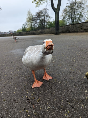 Grijze gans — Bild 4
