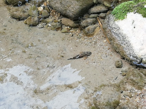 rivierdonderpad — Bild 5