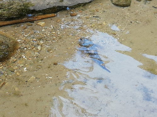 rivierdonderpad — Bild 3