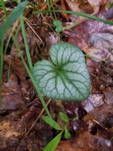 Grootbladig Kaukasus vergeet-mij-nietje — foto 3 van 10