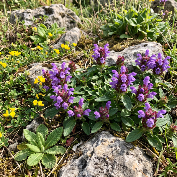 Großblütige Braunelle (Prunella grandiflora) in Blüte im naturnahen Garten (KI-generiert)