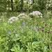 Große Bibernelle (Pimpinella major) in Blüte im naturnahen Garten (KI-generiert)