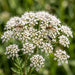 Blüte von Große Bibernelle (Pimpinella major) in Nahaufnahme (KI-generiert)