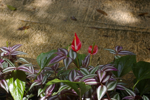 Grote flamingobloem — Bild 5