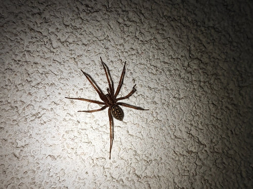 Grote huisspin — Bild 5