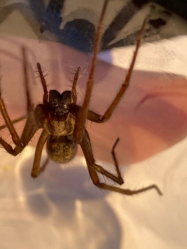 Grote huisspin — Bild 3