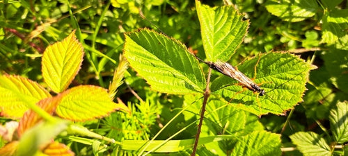 Grote hout sluipwesp — Bild 5