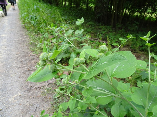 Grote klis — Bild 2