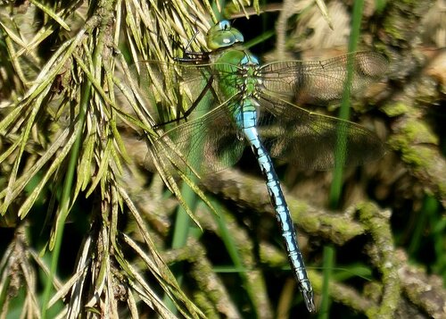 Grote libel (larve) — foto 4 van 9