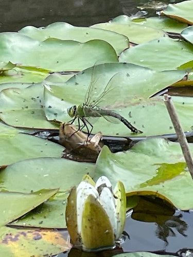 Grote libel (larve) — foto 3 van 9