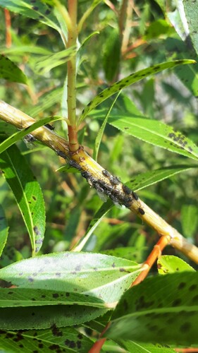 Grote wilgenbastluis — foto 4 van 9