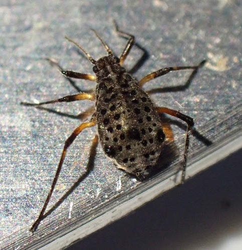 Grote wilgenbastluis — Bild 3