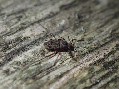 Grote wilgenbastluis — foto 5 van 9
