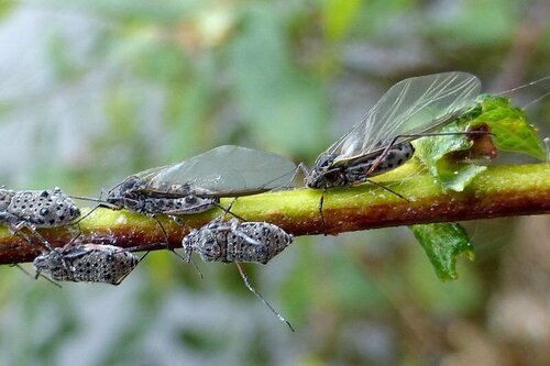 Grote wilgenbastluis — foto 3 van 9