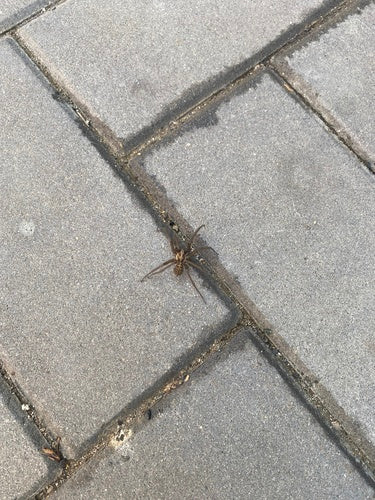 Grote hoekspin — Bild 5
