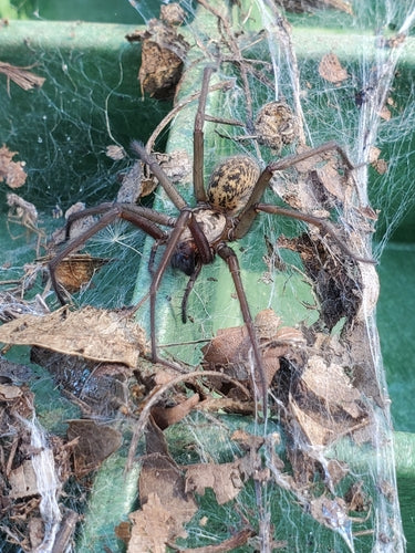 Grote hoekspin — Bild 2