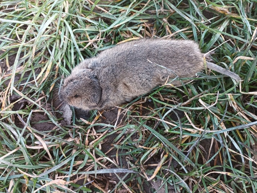 Grote woelmuis — foto 1 van 50