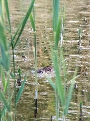 Grote woelmuis — Bild 5