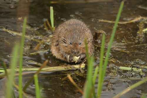 Grote woelmuis — foto 2 van 50