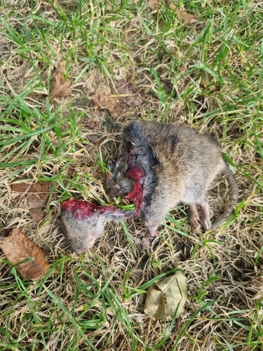 Grote woelmuis — foto 5 van 50