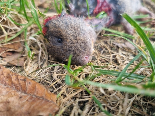 Grote woelmuis — foto 4 van 50