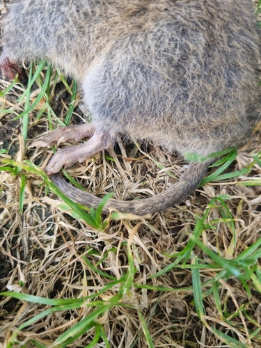 Grote woelmuis — foto 3 van 50