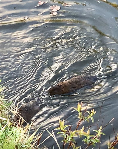 Grote woelmuis — Bild 4