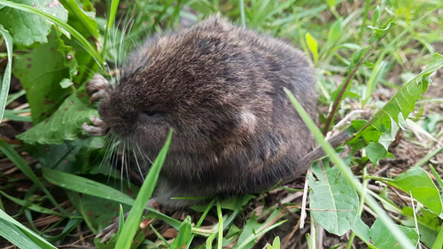 Grote woelmuis — Bild 2