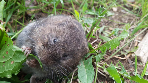 Grote woelmuis — Bild 1