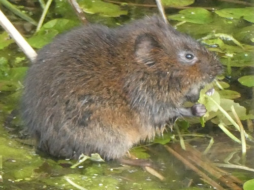 Grote woelmuis — Bild 3